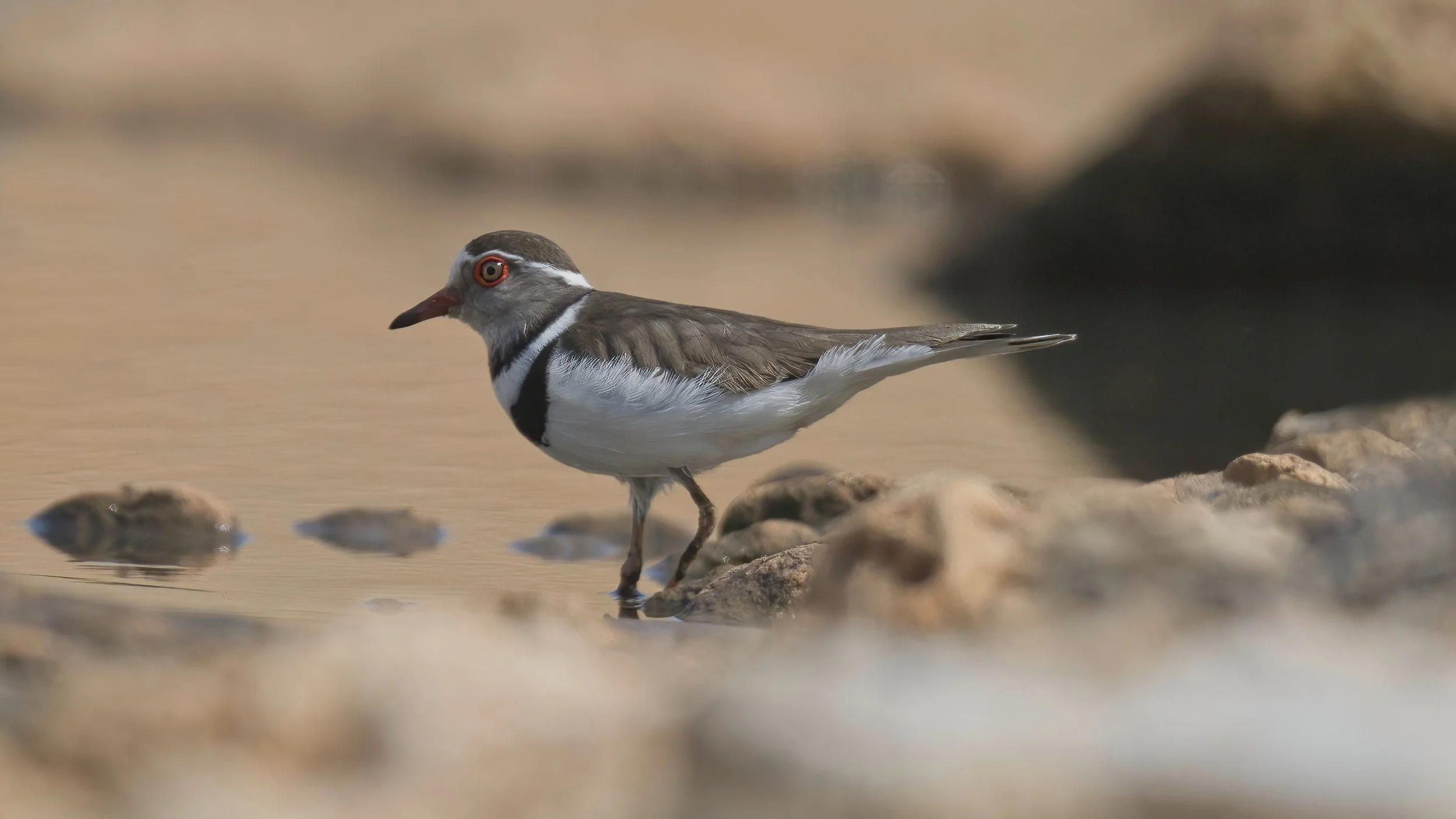 African Three-banded Plover (Charadrius tricollaris) — Wildlife